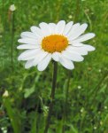 Leucanthemum-vulgare