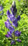 lupinus angustifolius