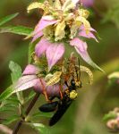 Monarda punctata_pollination