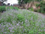 phacelia flowers