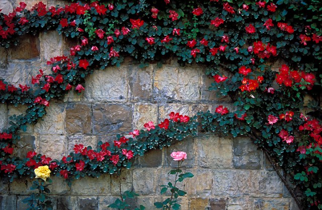 RoseWall