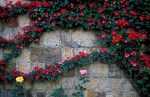 RoseWall