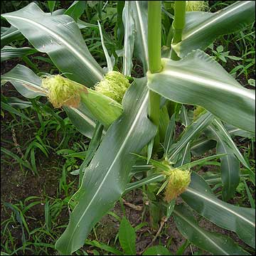 Harvest Sweet corn this month