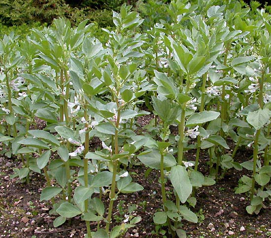 Field Beans prefer heavy soils and can be over wintered