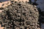 worm-compost