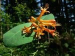 800px-Lonicera_ciliosa_13310