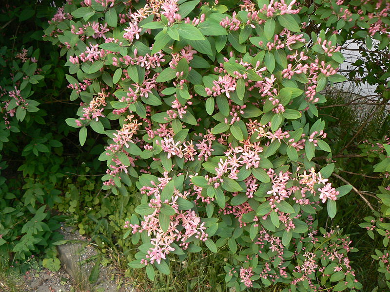 anthony waterer spirea plant Spirea 'Anthony Waterer' for Sale Online – Sand Creek Nursery main image 1