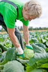 cabbage harvest vaissi.fi