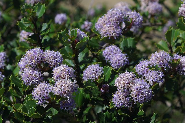 Ceanothus jepsonii