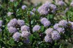Ceanothus_jepsonii_2