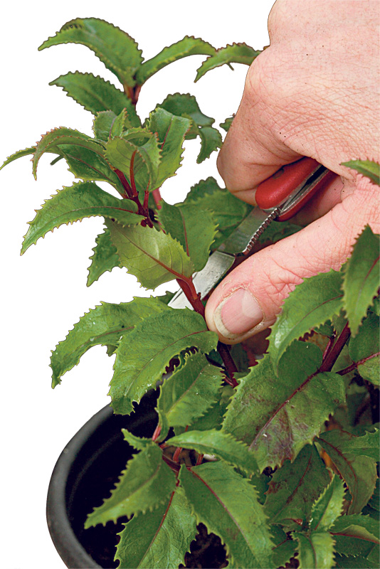 August is a good time for taking Fuchsia cuttings