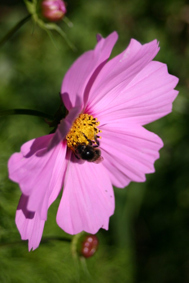 Cosmos looking good at Old School Garden