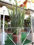New Zealand Flax – Phormium Tenax&nbsp;2