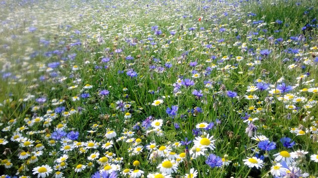 Ox Eye Daisies and Cornflowers make a wonderful display at Myddelton House