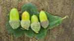 acorns