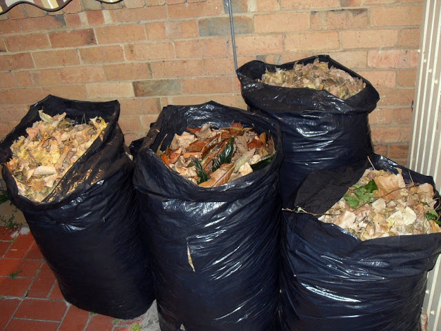 Using black bags for leaf mould making