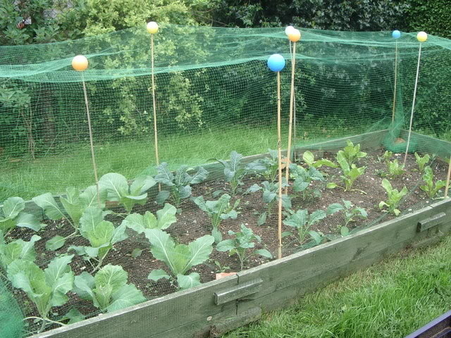 Keep your cabbages covered