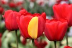 Darwin_Hybrid_Tulip_Mutation