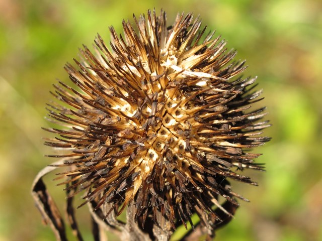 Save seed from plants like Echinops