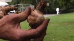how-to-plant-daffodil-bulbs.WidePlayer