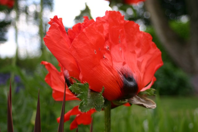 Papapver orientale at Old School Garden