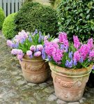 pots of hyacinths
