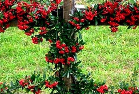 Pyracantha coccinea trained along post and rails