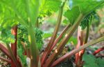 rhubarb-growing-l_A2