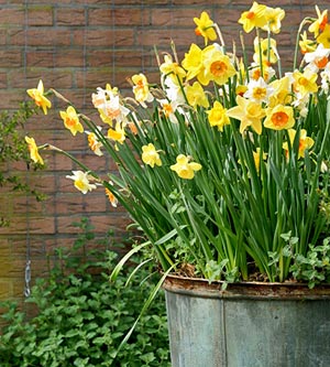 tin pot of daffodils