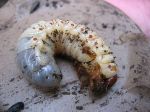 cock chafer grub