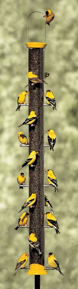 PicPost: Pole Dancing