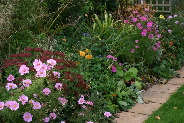 Hanging in there- one of the borders at Old School Garden