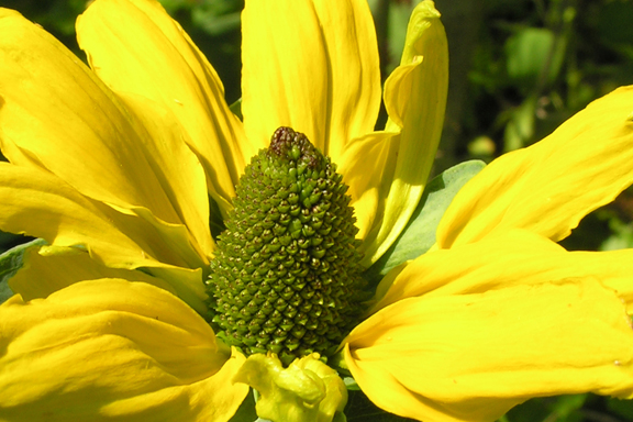 Rudbeckia maxima