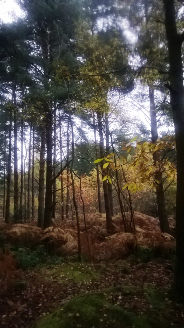 This Country Park had some beautiful autumn leaf colours