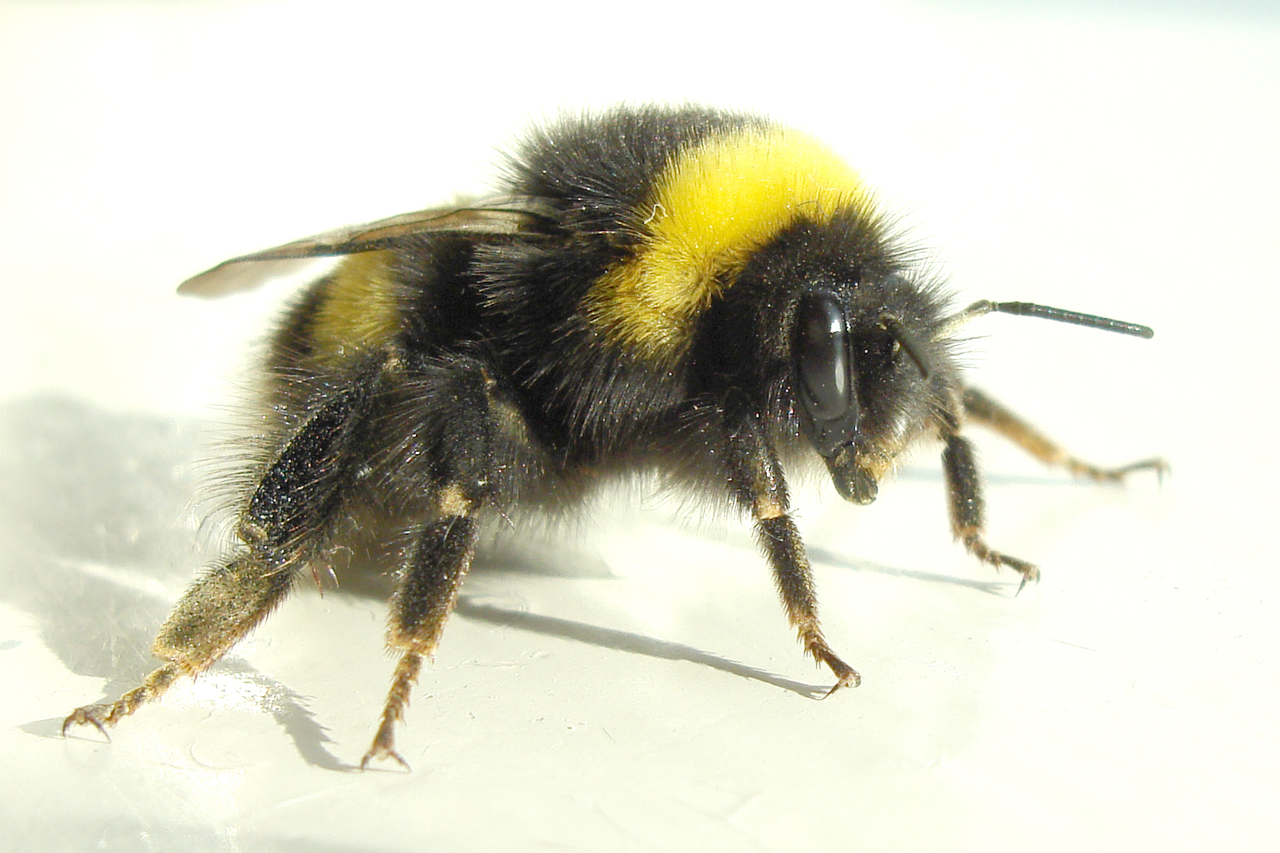 Bee Appy | Old School Garden