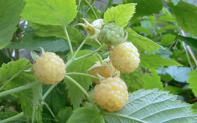 A Golden Raspberry Variety