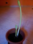 amaryllis 1