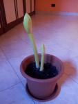 amaryllis 2