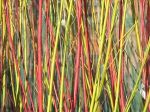 cornus alba sibirica and green yellow stems of C.&nbsp;flaviramea