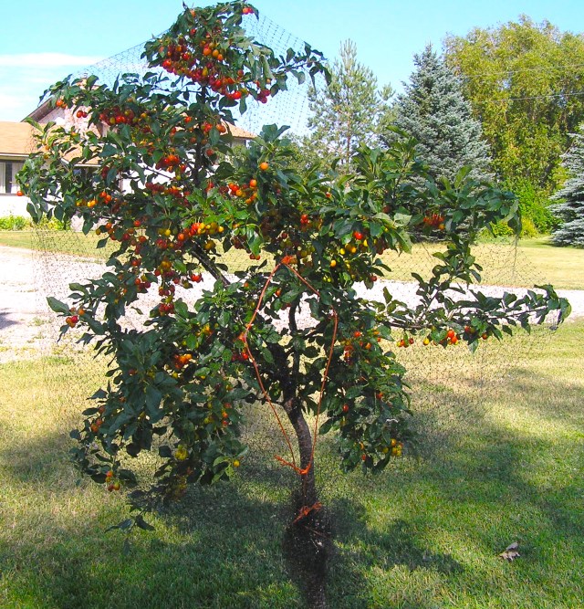 The Evans Cherry variety showing ripening fruit