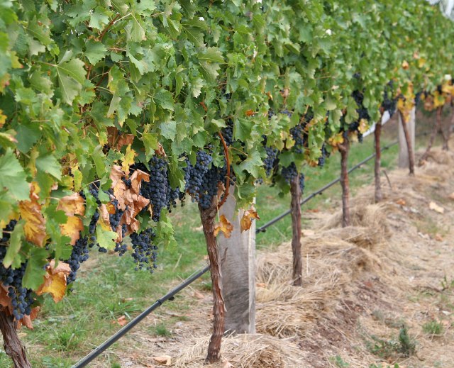 Grape_vines