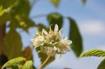 raspberry flowers