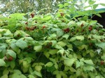 raspberry plants