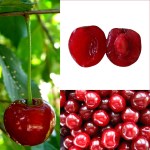 ripe sour cherries