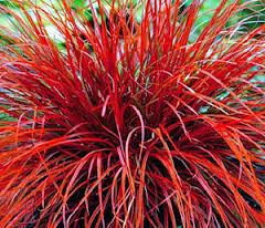Uncinia rubra 'Firedance'