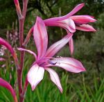 609px-Watsonia_pyramidata_3
