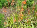 800px-Watsonia_pillansii