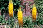 Eremurus stenophyllus AGM&nbsp;RHS