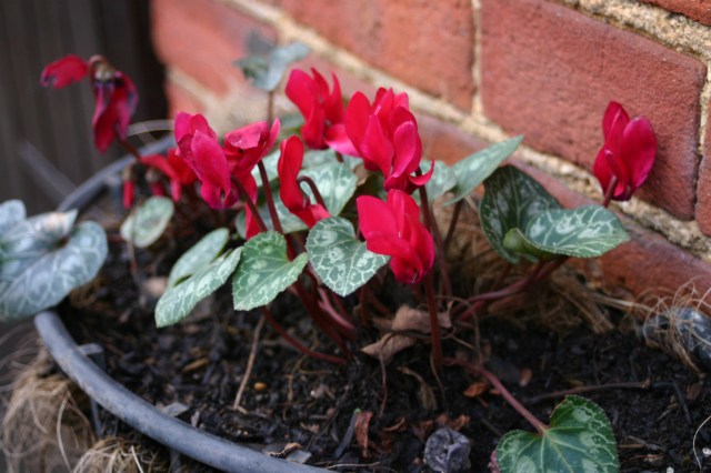 Cyclamen still looking good in the courtyard