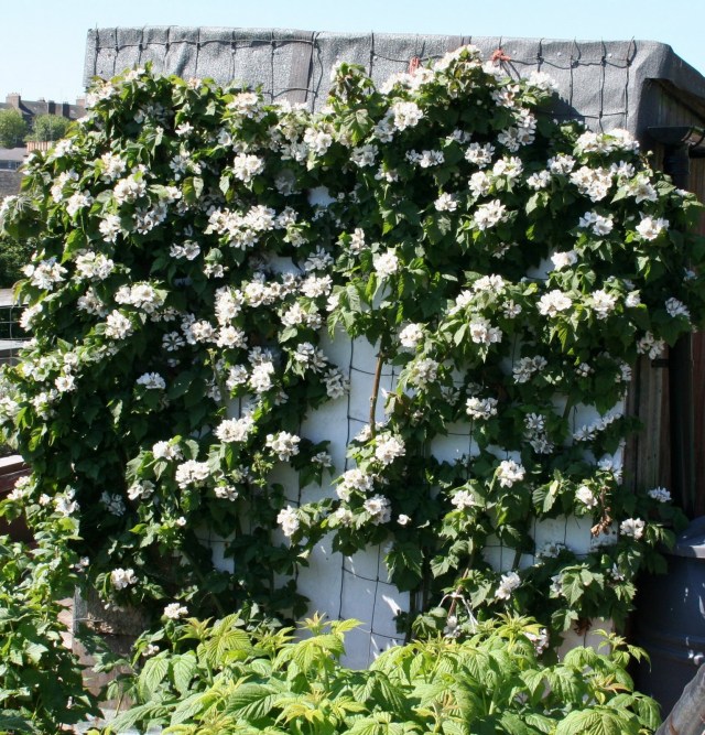 Use climbing plants to cover up and soften hard boundaries